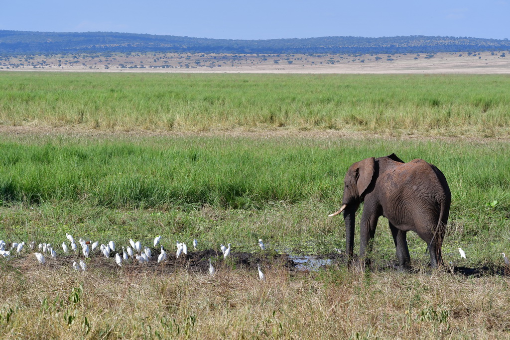 Tarangire NP